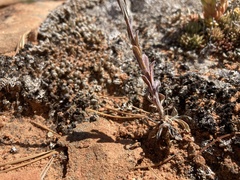 Boechera pendulocarpa