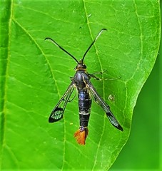 Synanthedon acerrubri
