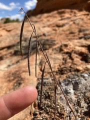 Boechera pendulocarpa