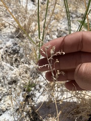 Chloropyron tecopense