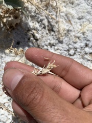 Chloropyron tecopense