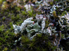 Cladonia coccifera