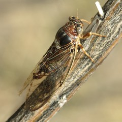Diceroprocta swalei