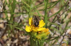 Acmaeodera hepburnii