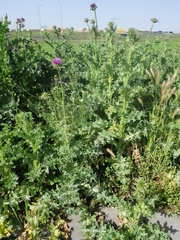 Silybum marianum