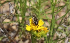 Acmaeodera hepburnii