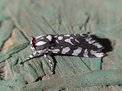 Arachnis dilecta