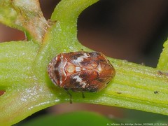 Clastoptera octonotata