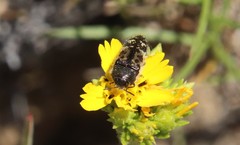 Acmaeodera hepburnii