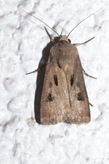 Agrotis exclamationis