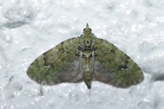 Chloroclystis v-ata