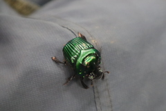 Oxysternon conspicillatum