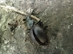 Cychrus semigranosus