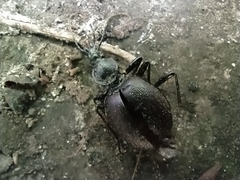 Cychrus semigranosus