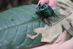 Oxysternon conspicillatum