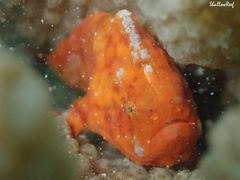 Tuberculated Frogfish photo 3