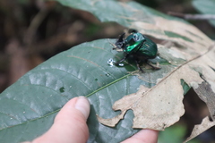 Oxysternon conspicillatum