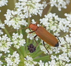 Nacerdes melanura