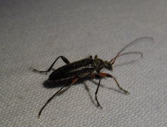 Cortodera femorata