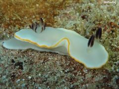 Ardeadoris scottjohnsoni