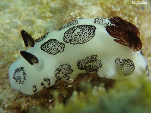 Mourning Dorid