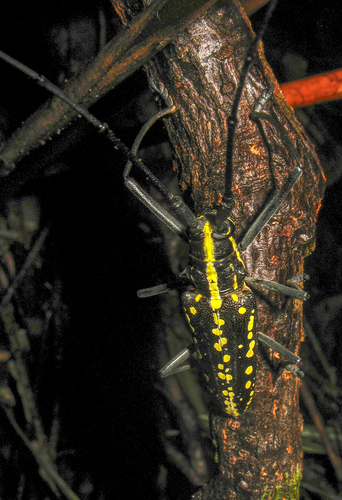 Taeniotes cayennensis