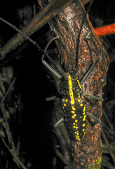 Taeniotes cayennensis