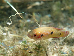 Hemichromis