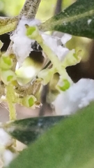 Euphyllura