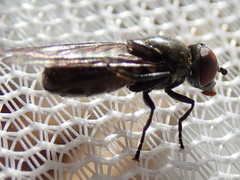 Melanogaster hirtella