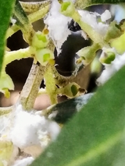 Euphyllura