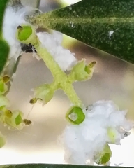 Euphyllura