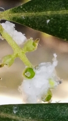 Euphyllura