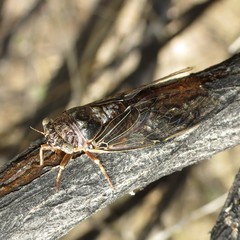 Diceroprocta swalei