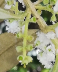 Euphyllura