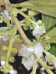 Euphyllura
