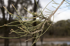 Casuarina obesa