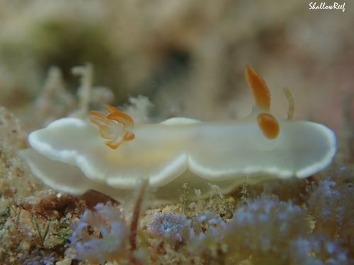 Yellow-margin Nudibranch