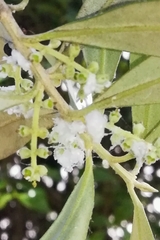 Euphyllura