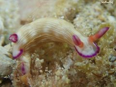 Hypselodoris violabranchia