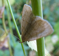 Zanclognatha pedipilalis