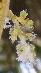 Euphyllura