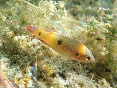 Hemichromis