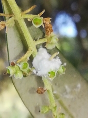 Euphyllura