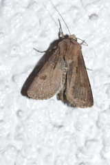 Agrotis exclamationis