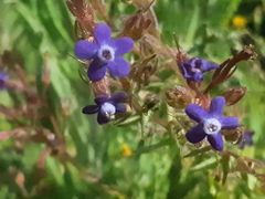 Anchusa azurea