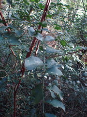 Gymnosporia nemorosa