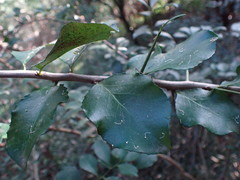 Gymnosporia nemorosa