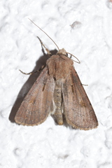 Agrotis exclamationis