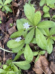 Lysimachia europaea